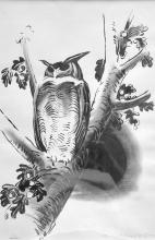 André Margat - Hibou perché sur son arbre